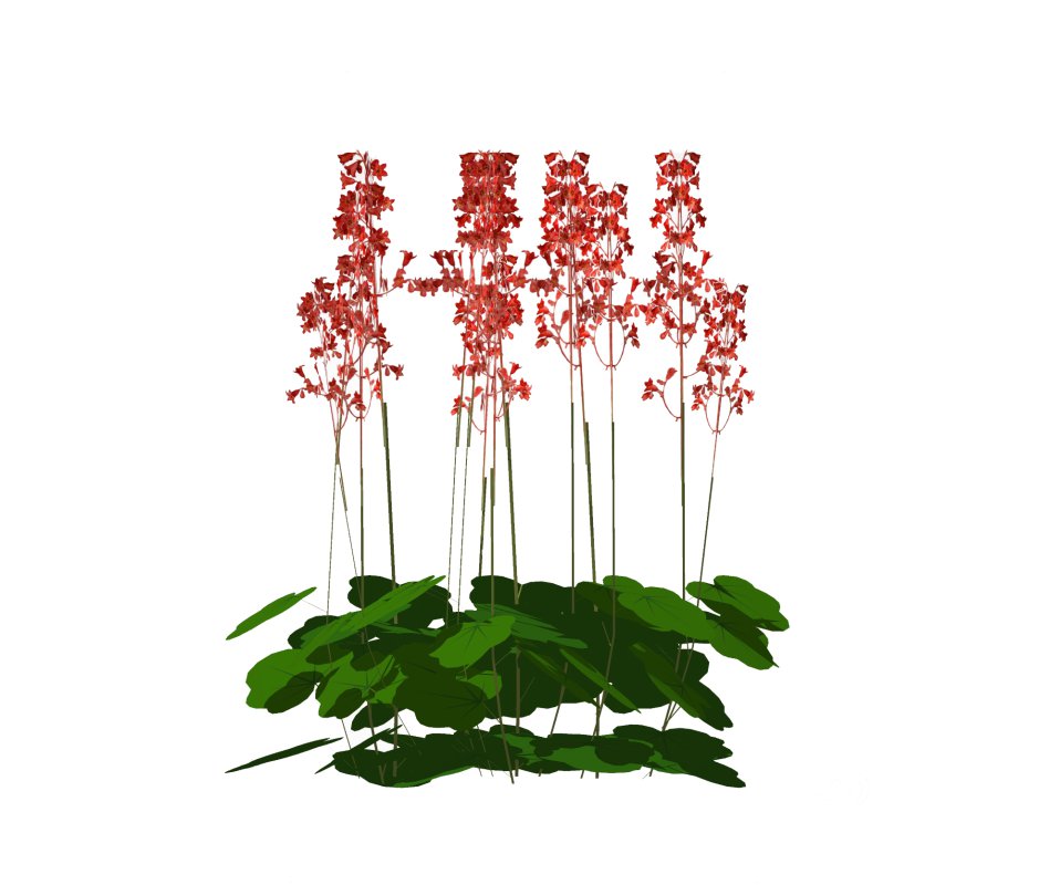 Heuchera sanguinea – coral bells Image 3