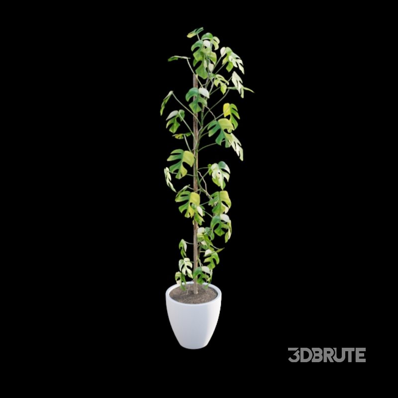 Rhaphidophora tetrasperma variegata – Mini Monstera Image 4