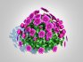 Chrysanthemum – Hardy Mum_purple - Thumbnail 2
