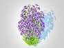 Aster novi-belgii – Dawrf Aster – blue - Thumbnail 4