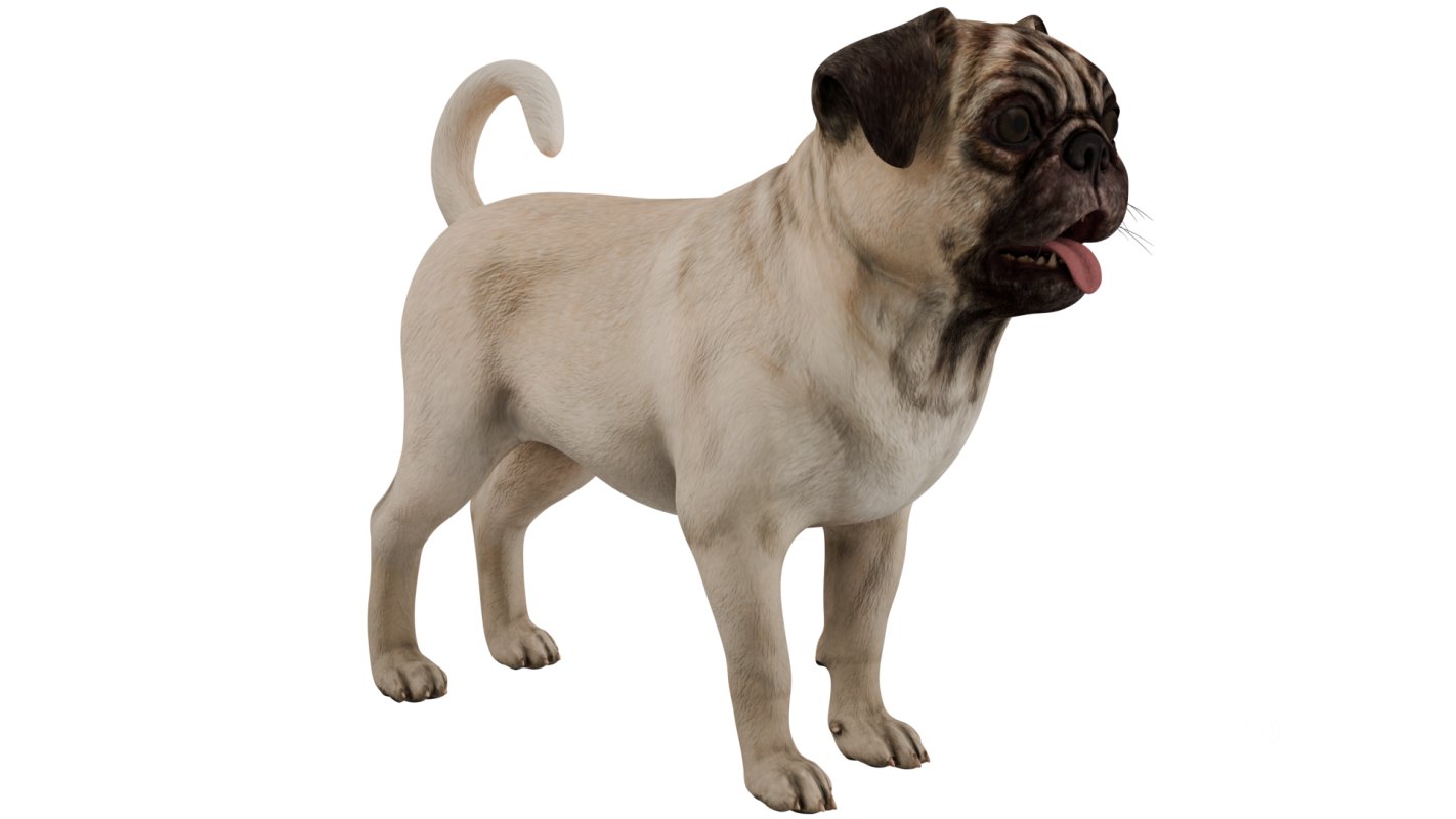 Pug Image 8