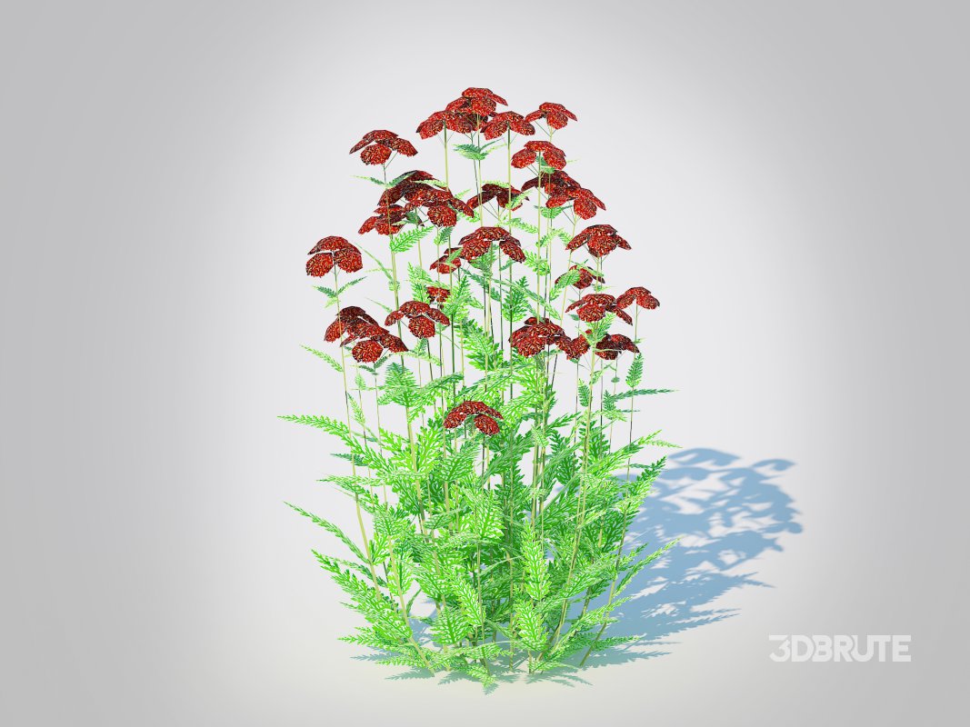 Achillea – yarrow dark red Image 2