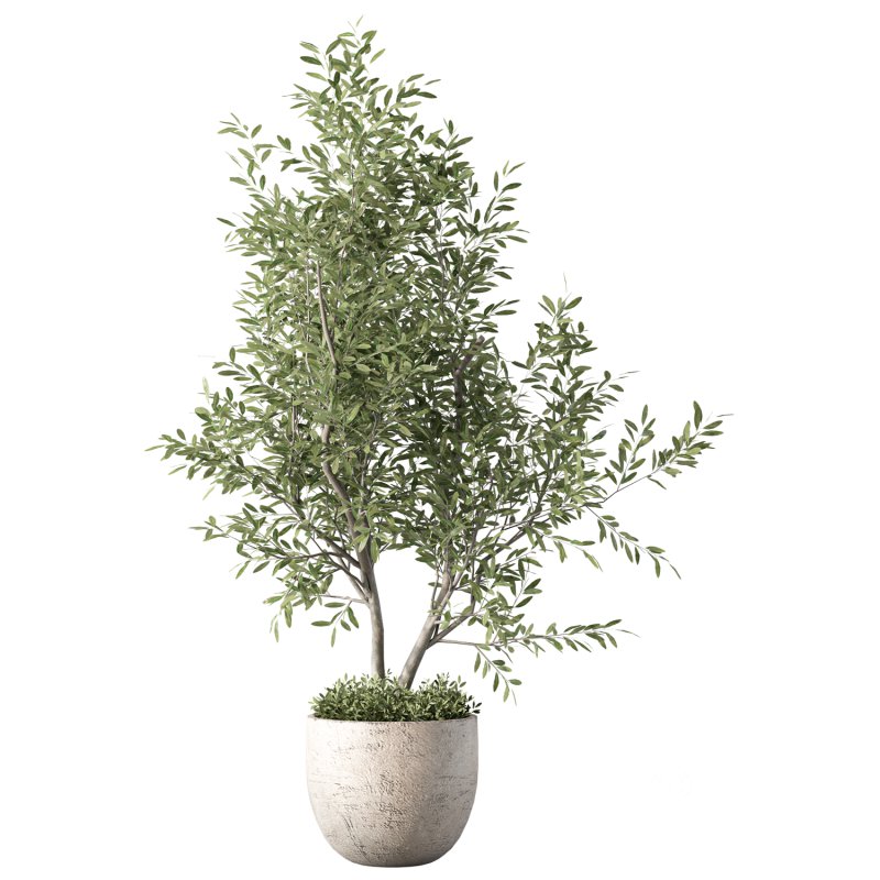 Olive Tree Indoor Plant Set.18 Image 2