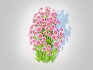 Aster novi-belgii – Dawrf Aster – pink - Thumbnail 2