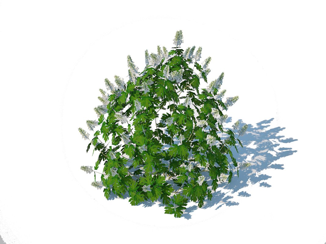 Hydrangea quercifoila-Oakleaf Hydrangea Image 2