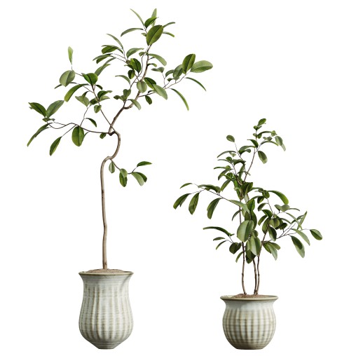 AV HousePlants Japandi Decorative Minimalism Ficus Dracaena Marginata10