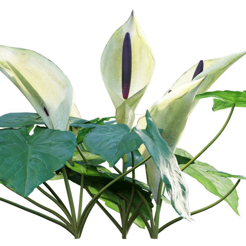 Arum maculatum – Lords and ladies – 01 Image 2