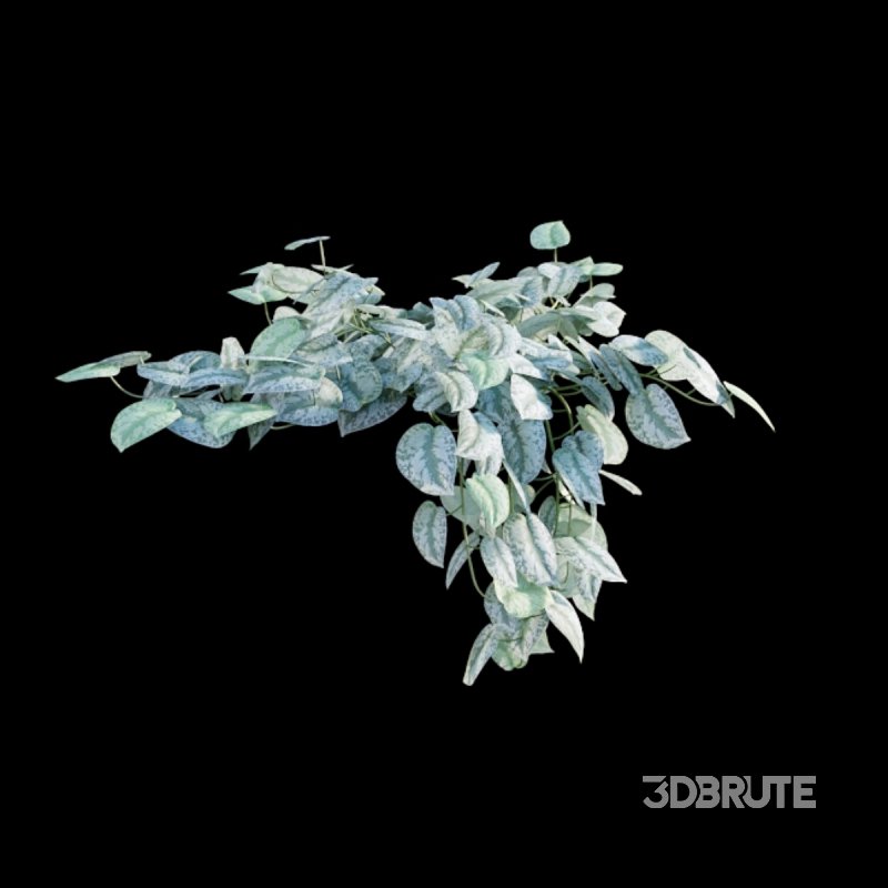 Scindapsus pictus – Satin Pothos Image 6