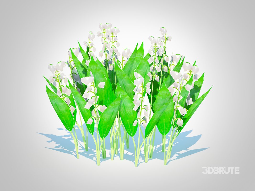 Convallaria majalis – Lily of the Valley Image 2