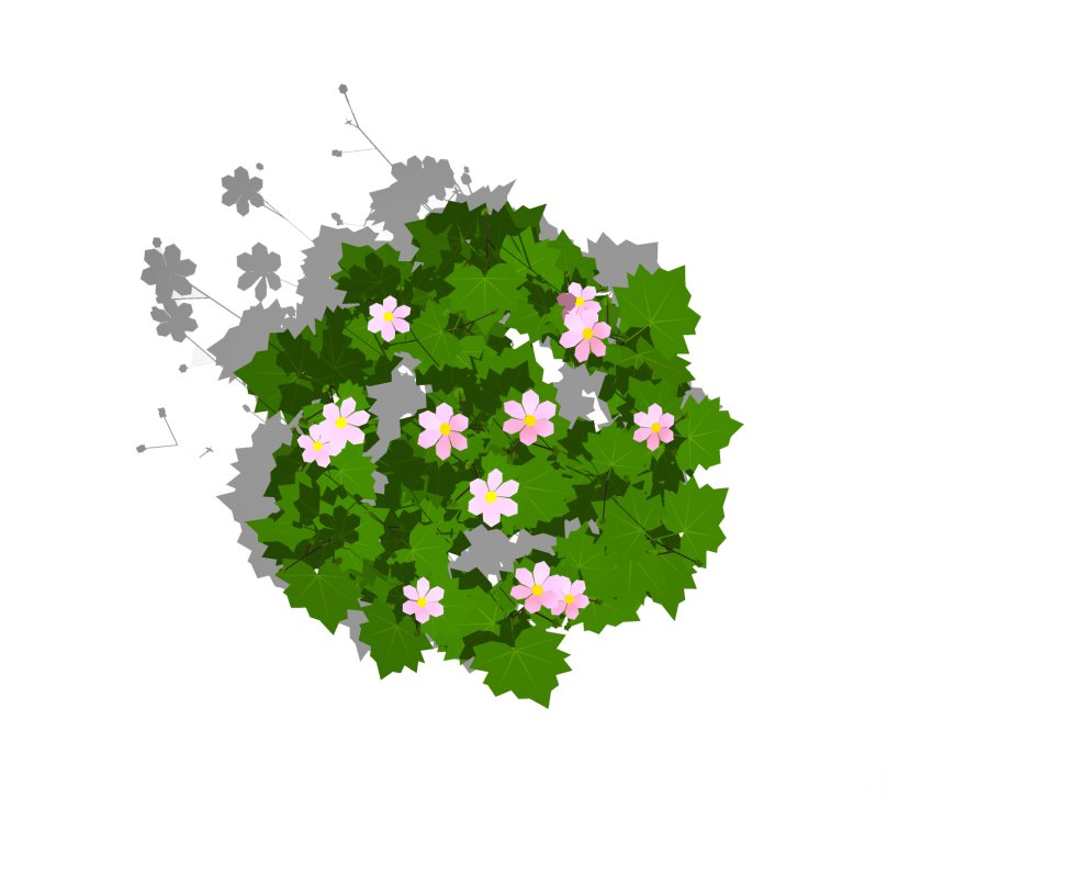 Anemone hybrida Image 3