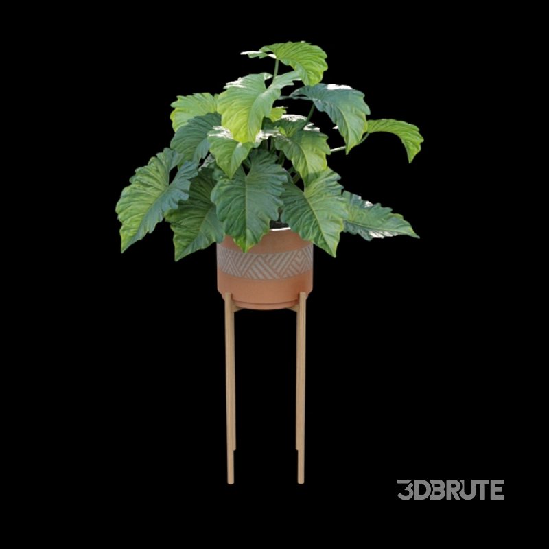 Philodendron undulatum Image 5