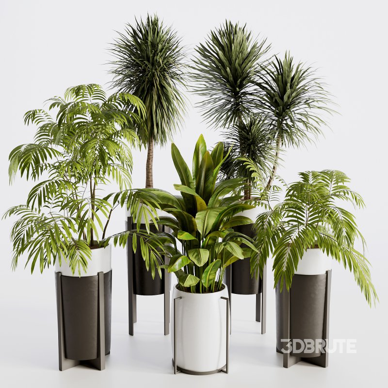 Indoor plants set173 Image 3