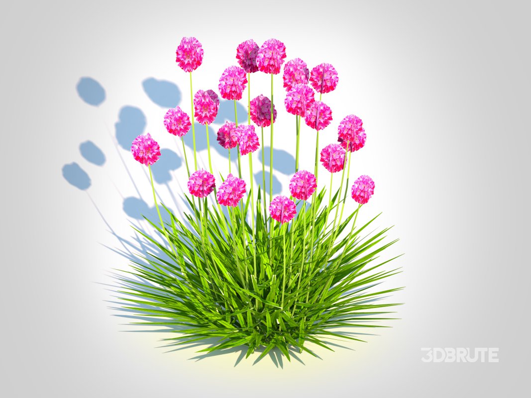 Armeria martima -Gloire de Dusseldorf Image 3