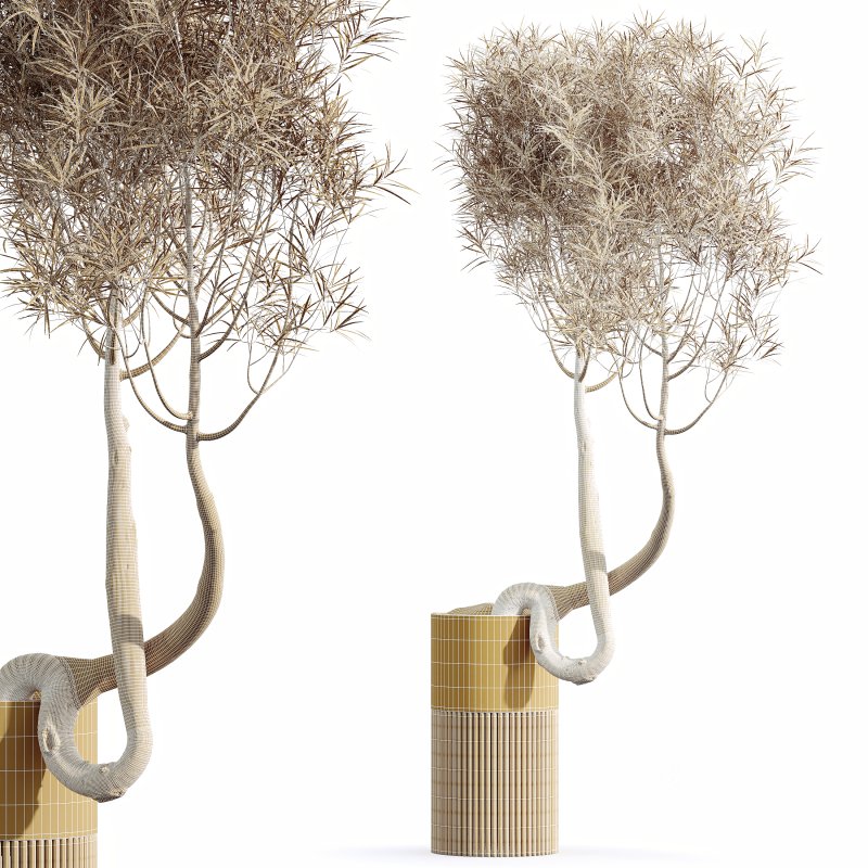 AV HousePlants Japandi Decorative Minimalism Ficus Dracaena Marginata16 Image 3