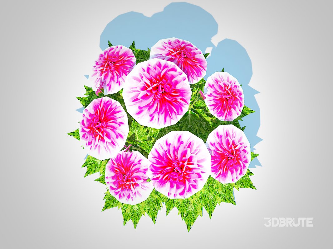 Dahlia Lisa Dark Pink Image 4