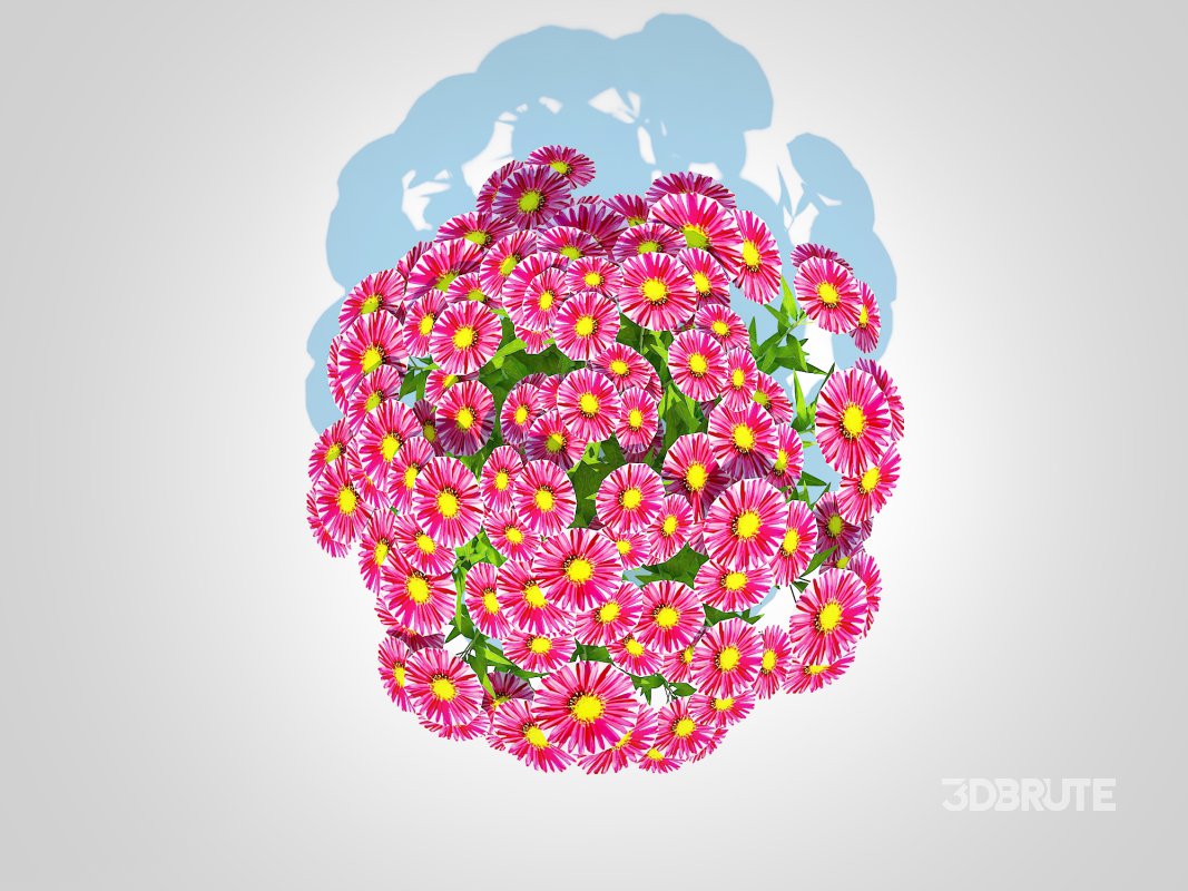 Aster novi-belgii – New York Aster – Red Image 3