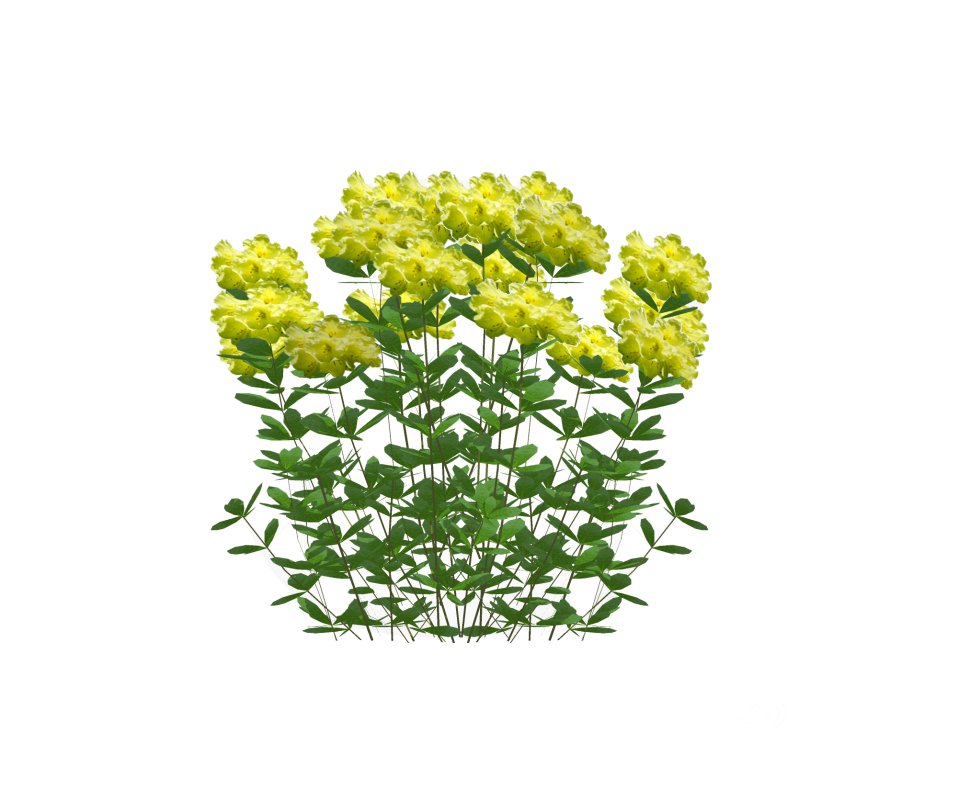 Azalea (Yellow) Image 4