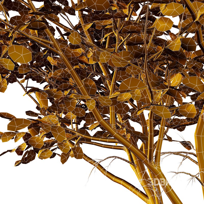 Betula Pendula Tree 02 Image 4