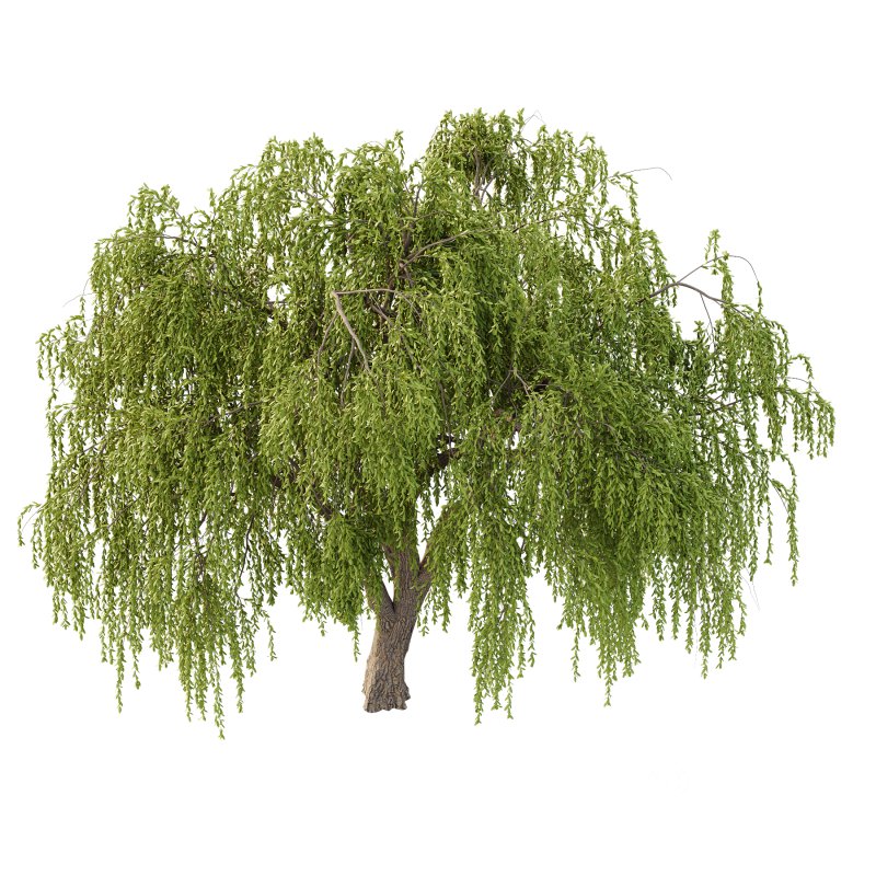 Weeping Willow Tree 02 Image 4