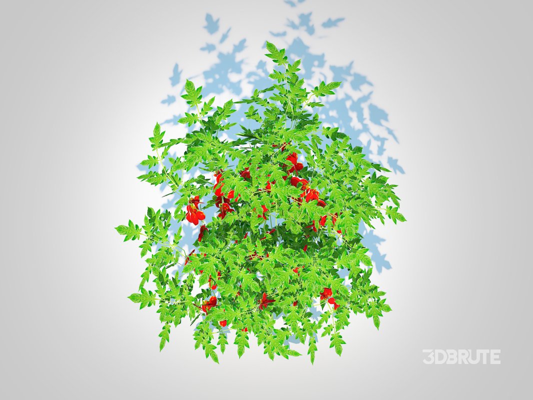 Cherry Tomato Image 3