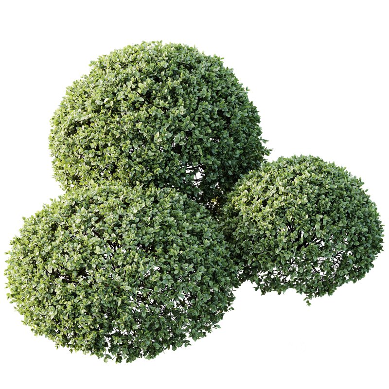 AV Plant Pittosporum Tobira Tenuifolium Shrub Buxus Semperviren Japanese Cheesewood Image 2