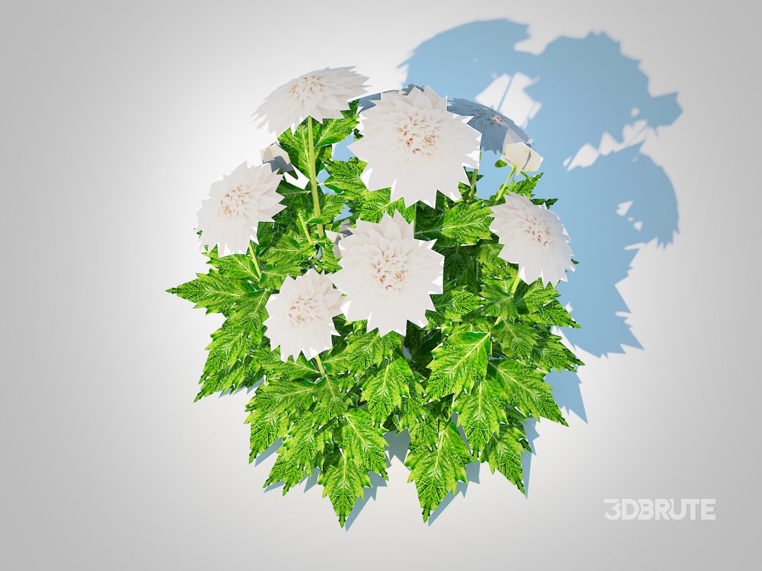 Dahlia Lisa White Image 4