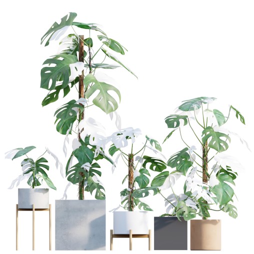 Monstera deliciosa Albo – Var