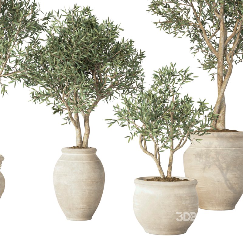 Olive Tree Indoor Set.1 Image 3