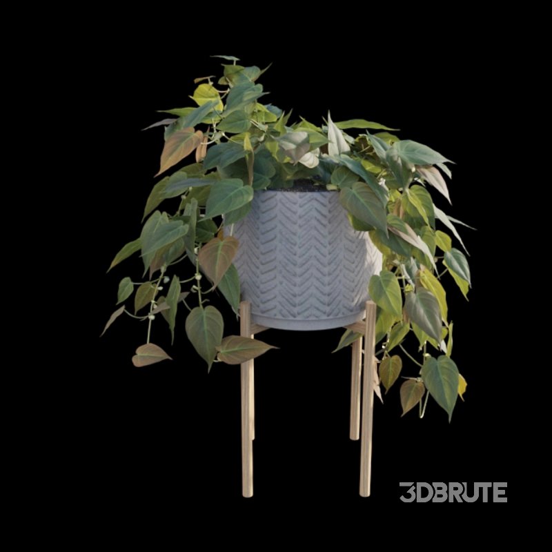 Philodendron Scandens Micans Image 2