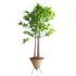 Potted Cone Indoor Plant Philodendron - Thumbnail 1
