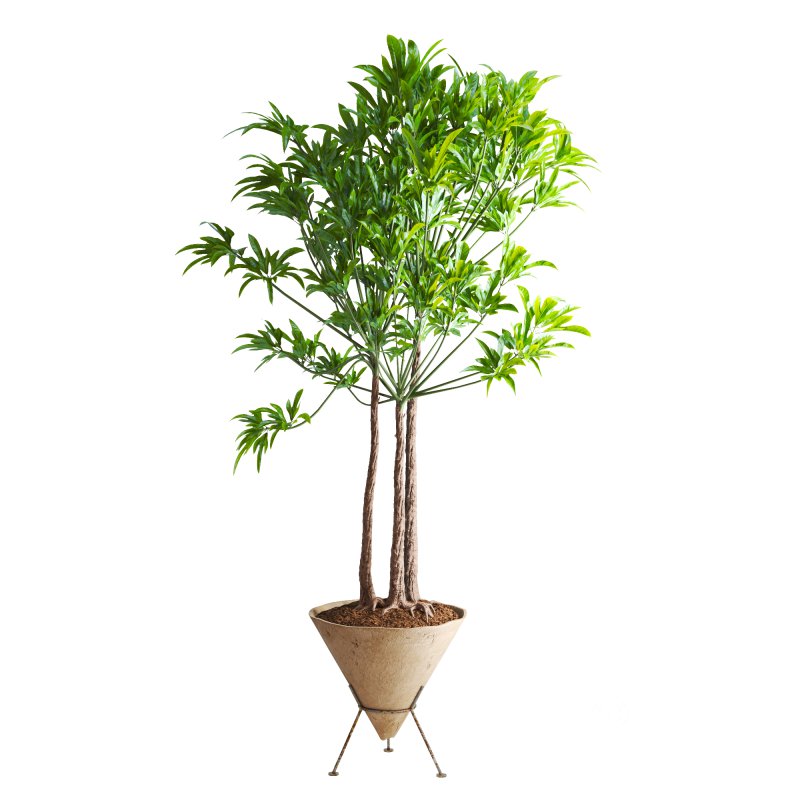 Potted Cone Indoor Plant Philodendron Image 1