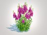 Angelonia angustifolia – Anglemist Orchid - Thumbnail 4