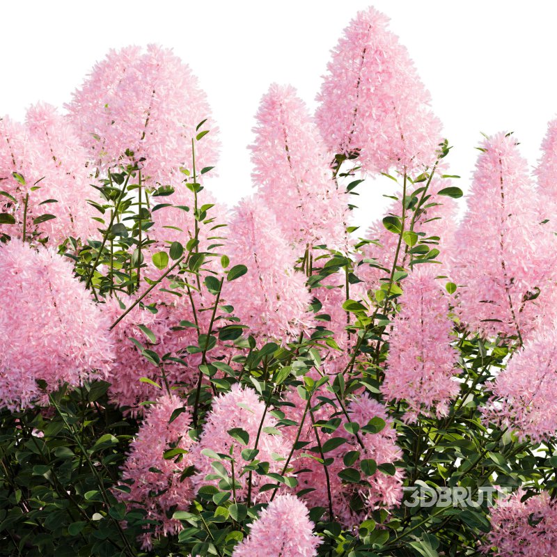 Cotinus coggygria – Smokebush 04 Image 4