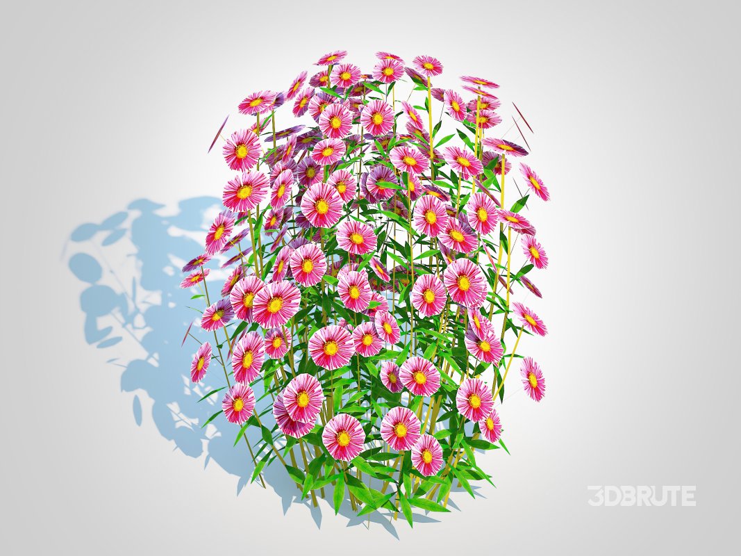 Aster novae-angliae – New England Aster – pink Image 2