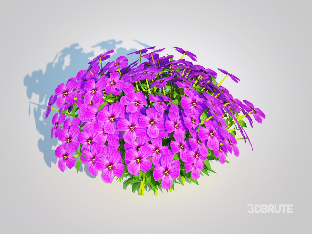 Aubrieta – Rock Cress Image 2