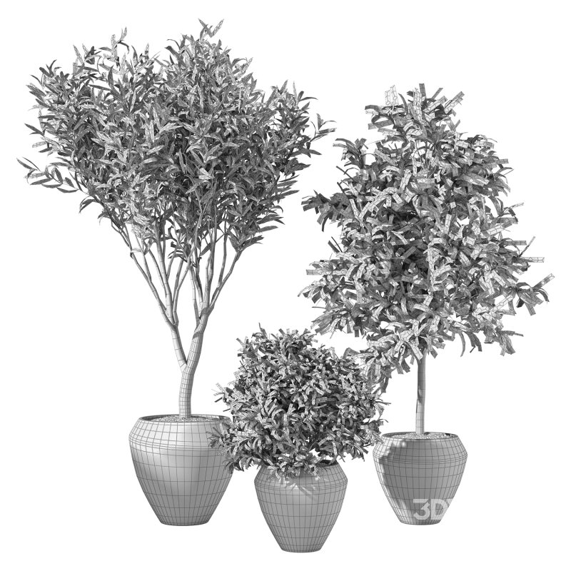 Olive Tree Indoor Plant Set.3 Image 2