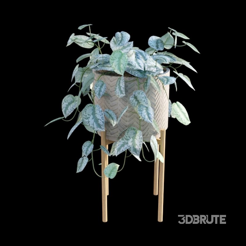 Scindapsus pictus – Satin Pothos – 02 Image 3