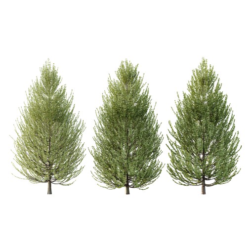 Carpinus Betulus Tree 03