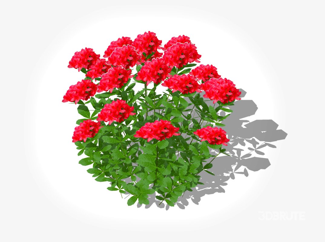 Azalea (Red) Image 2