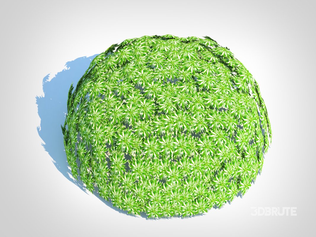 Artemesia schmidtiana – Silvermound Image 1