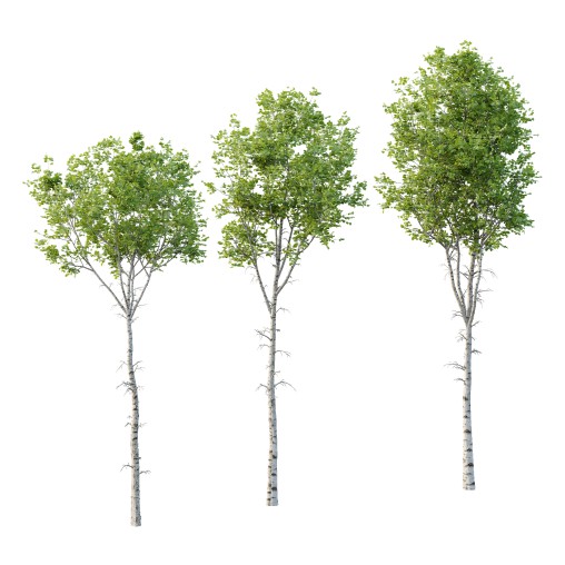 Betula Pendula Tree