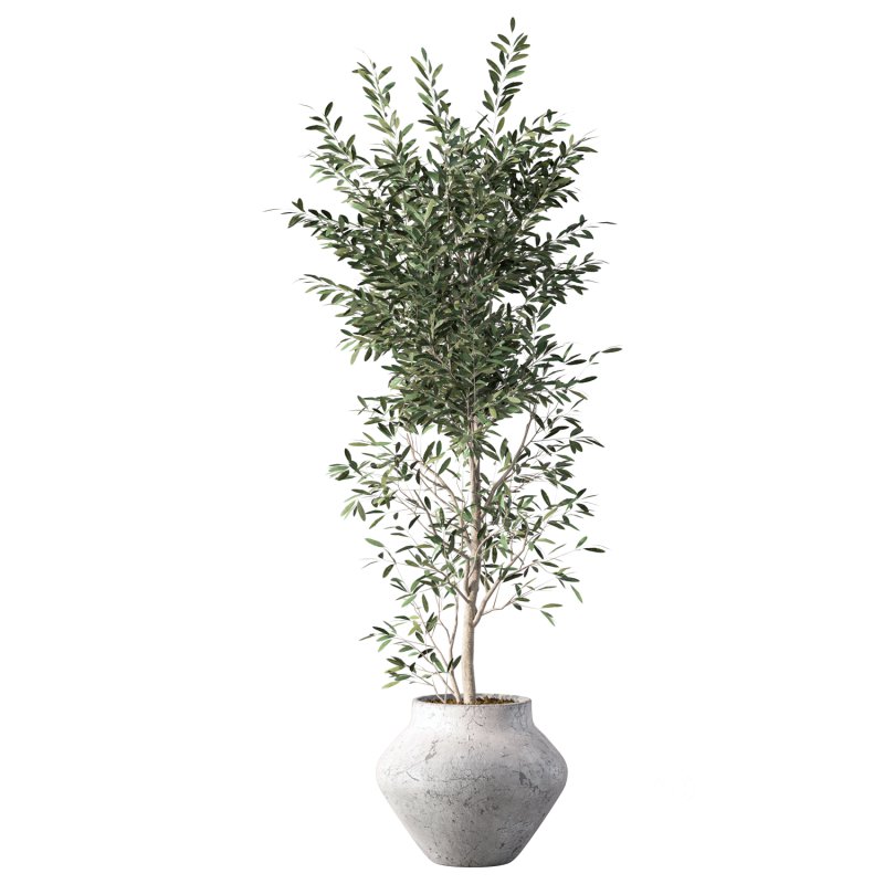 Olive Tree Indoor Plant Set.23 Image 3