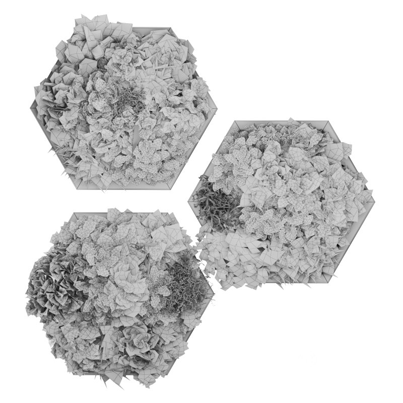 Decorative Fitowall Plant Image 3