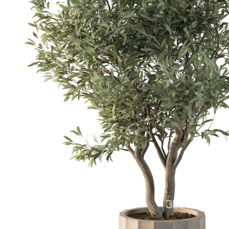 Olive Tree Indoor Plant Set.10 Image 2