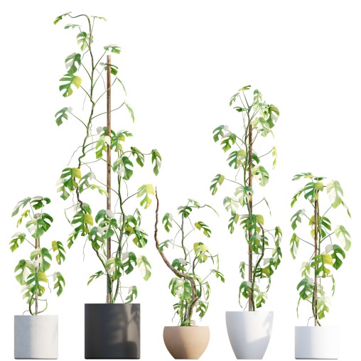 Rhaphidophora tetrasperma variegata – Mini Monstera