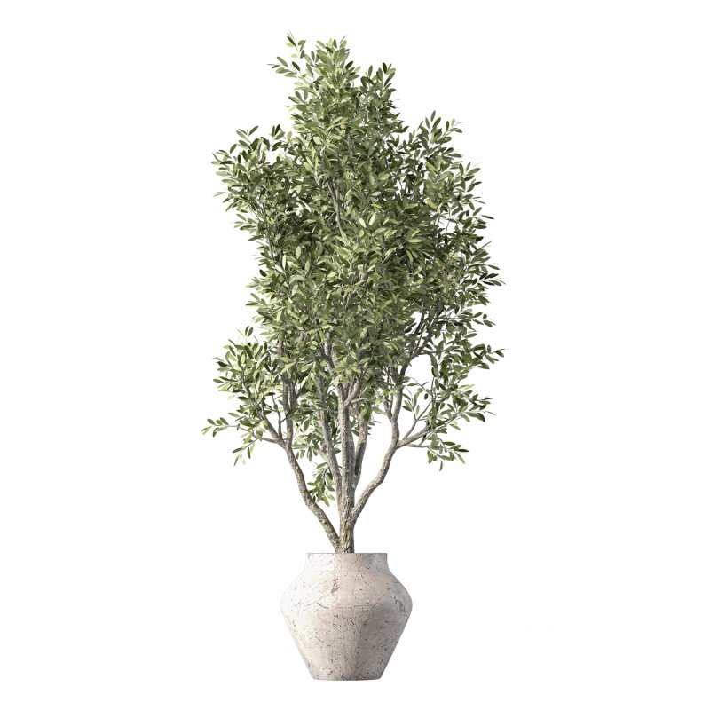 Olive Tree Indoor Plant Set.24 Image 2