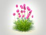 Armeria martima -Gloire de Dusseldorf - Thumbnail 4