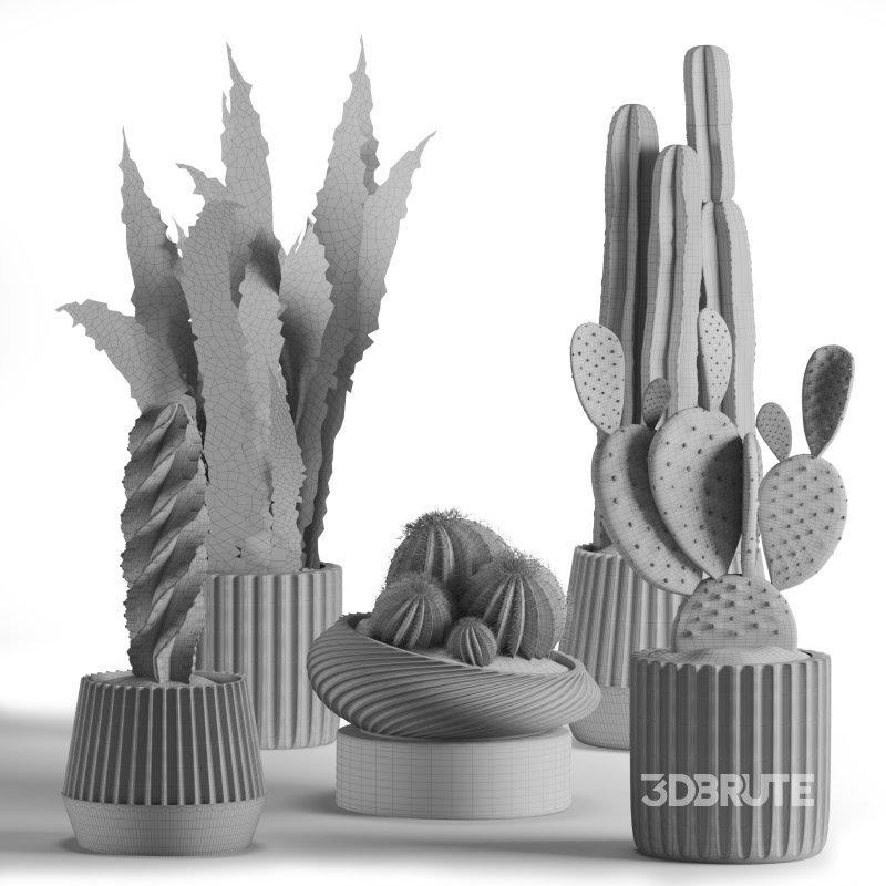 Indoor Plant Cactus set02 Image 3