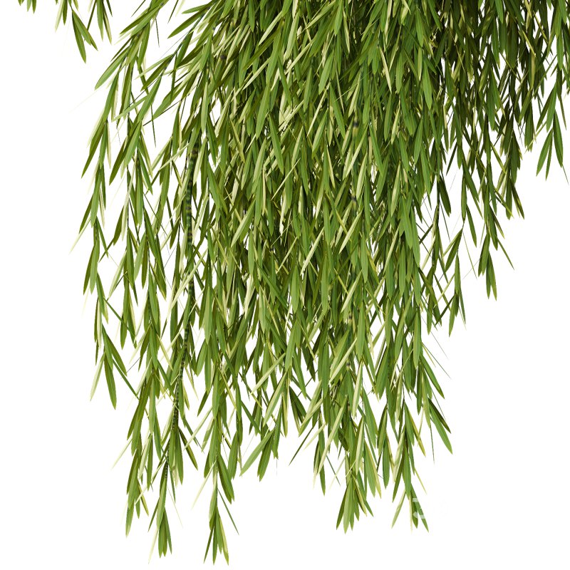 Weeping Willow Tree 04 Image 3