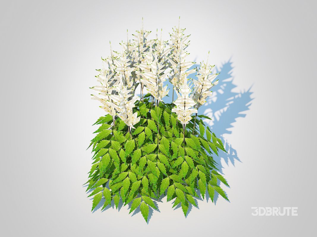 Astilbe-white Image 4
